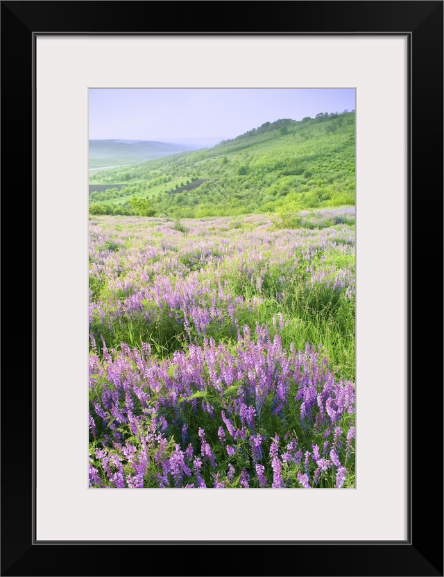 Beautiful rural landscape with violet flowers.