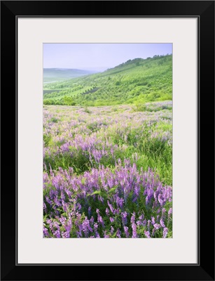 Beautiful Landscape With Violet Flowers