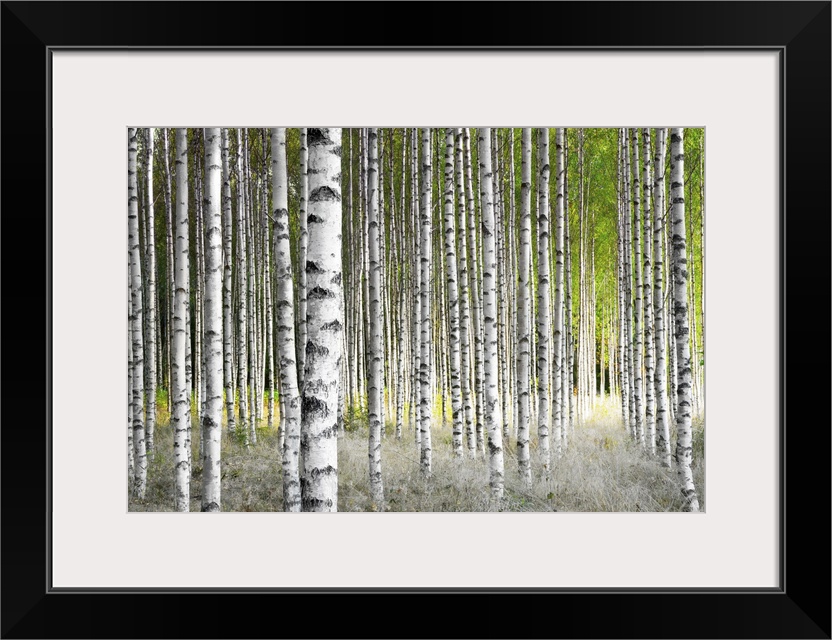 Birch trees in bright sunshine in late summer.