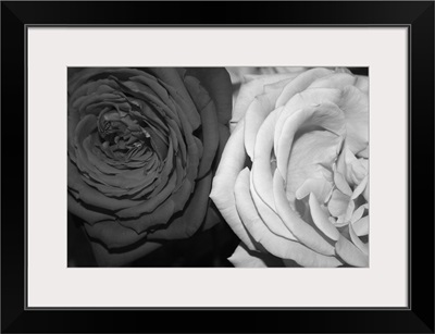 Black And White Roses