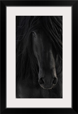 Black Friesian Horse Portrait Close-Up