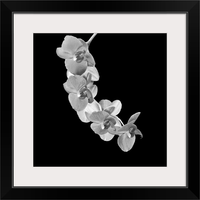 Bright high key monochrome white orchid blossom branch macro on black background in vintage painting style.