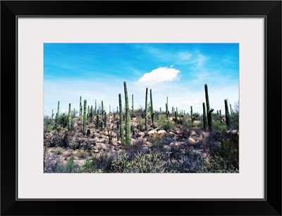 Cactus, Sonoran Desert, Arizona