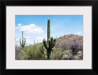 Cactus, Sonoran Desert, Arizona