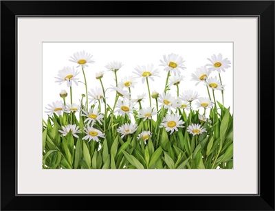 Daisies In A Summer Meadow