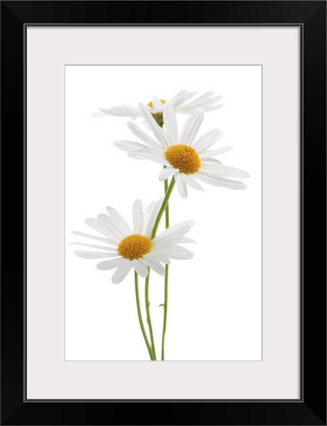 Daisy flowers isolated on white background.