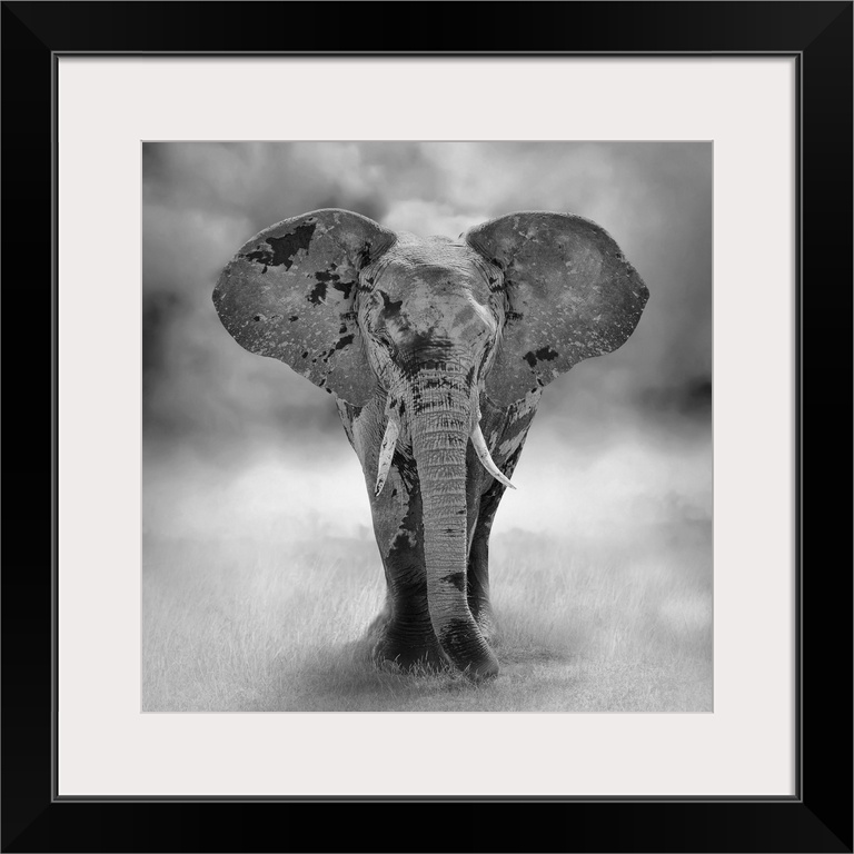 Large elephant bull approaching (artistic processing) in Kenya, Africa.