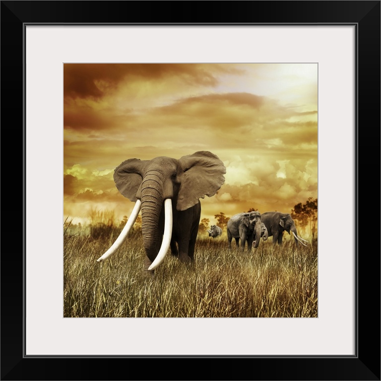 Elephants at sunset, walking on the grass.