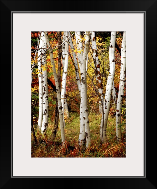 White fall birch trees with autumn leaves in background.