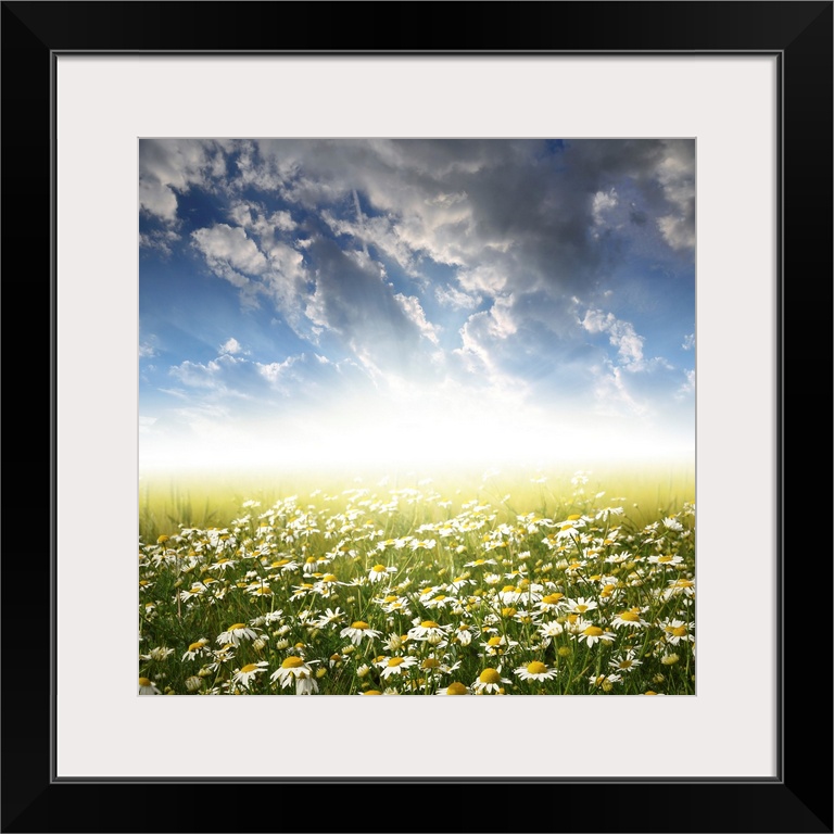 Field of daisies in the sunset.