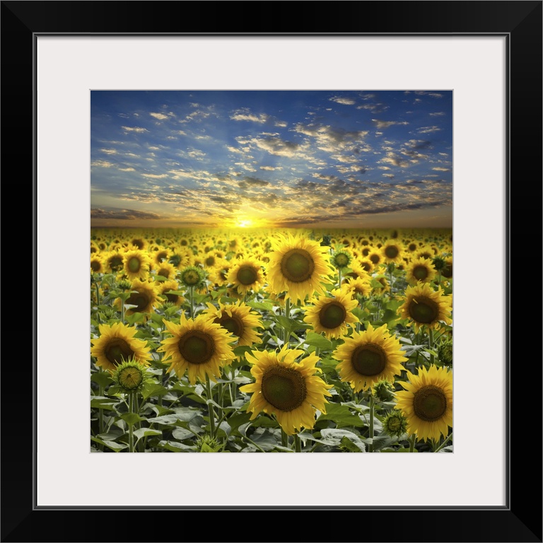 Field of sunflowers on a beautiful sunset background.