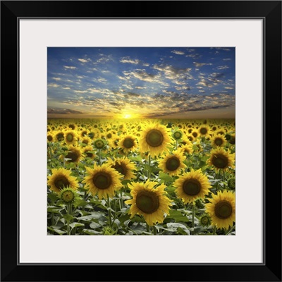 Field Of Flowerings Sunflowers On A Beautiful Sunset