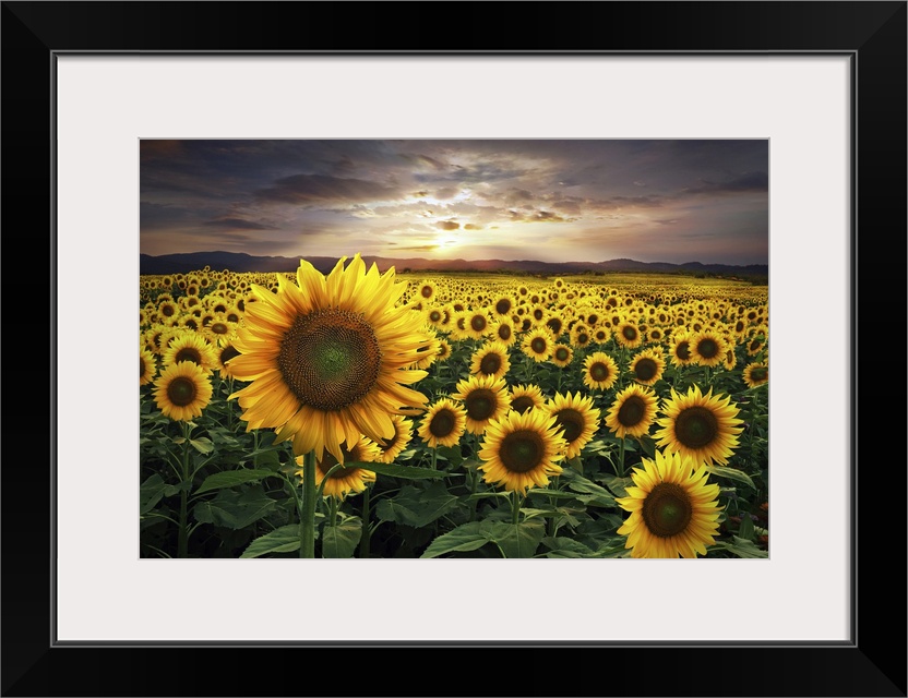 A huge field of sunflowers during a beautiful sunset.