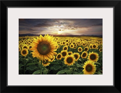 Field Of Sunflowers