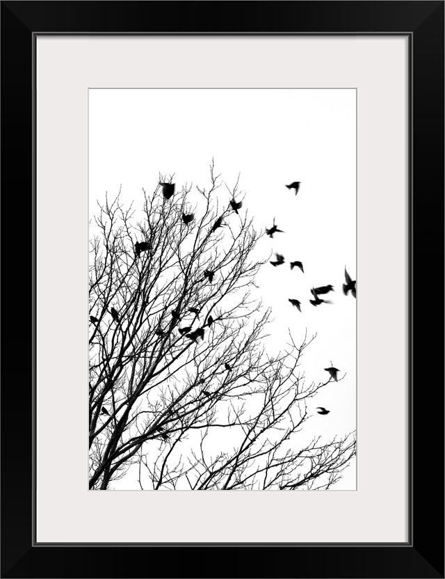 Black and white image of birds flying off a tree.