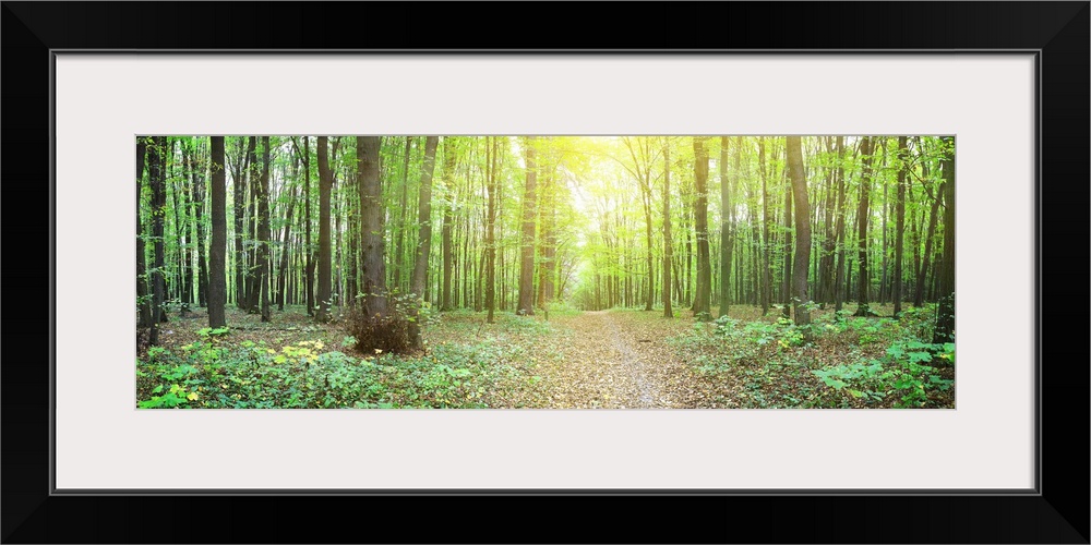 Panorama of a green summer forest.