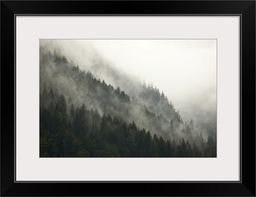 Fog in the mountain forests.