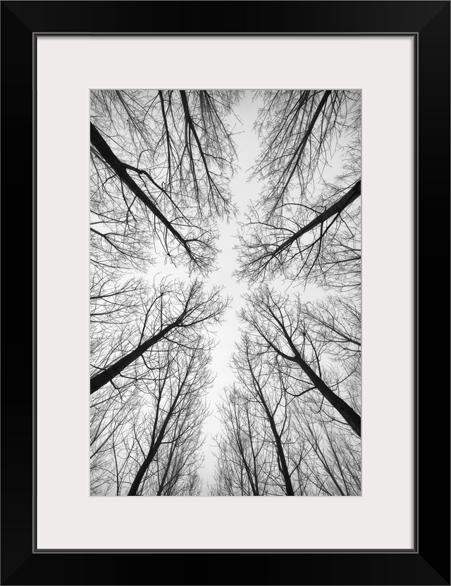 Black and white picture of forest trees.