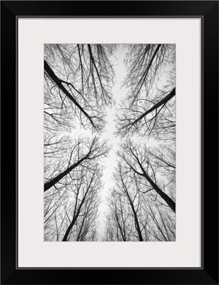 Forest Trees In Black And White