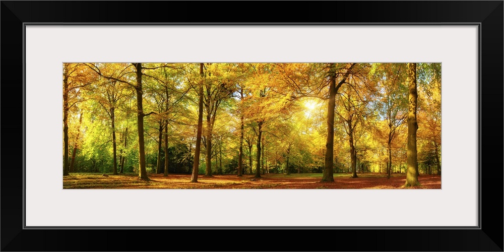 Gorgeous autumn landscape panorama of a scenic forest with lots of warm sunshine.