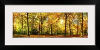 Gorgeous Autumn Panorama Of A Sunny Forest