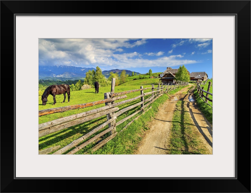 Alpine rural landscape with grazing horses on the green fields, bran, Transylvania, Romania, Europe.