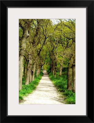 Green Forest Path