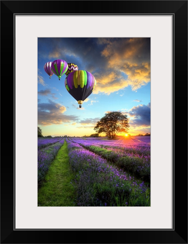 Stunning sunset with atmospheric clouds and sky over vibrant ripe lavender fields in English countryside with hot air ball...