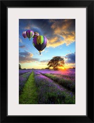 Hot Air Balloons Flying Over Lavender Landscape Sunset