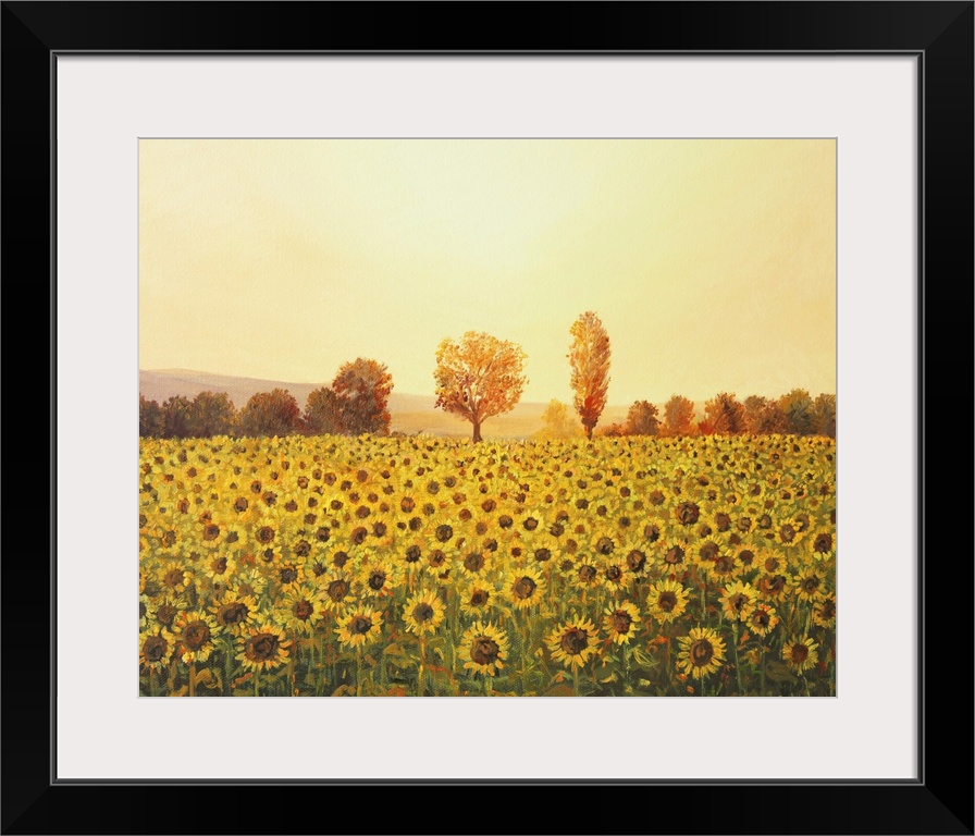 Sunflower field at sunset.