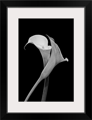 Monochrome Surrealistic Pair Of Calla Blossoms