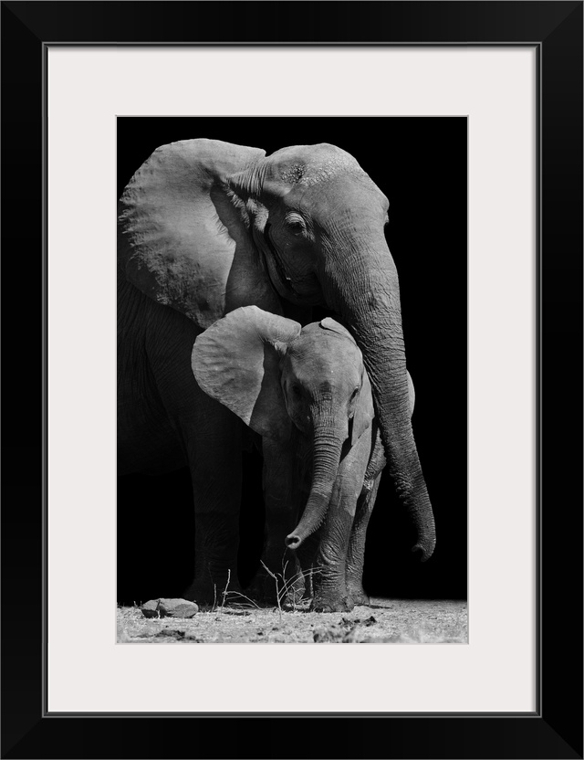 Black and white image of a mother elephant protecting her baby.