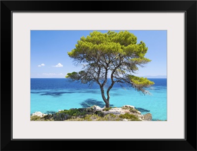 Pine Forest Tree By The Sea In Halkidiki, Greece