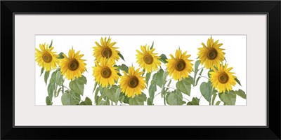 Row Of Sunflowers