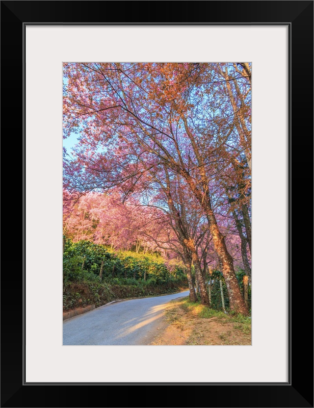 Cherry blossom and sakura on road Chiang Mai, Thailand.