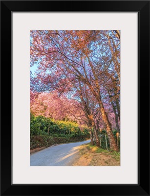 Sakura In Chiang Mai, Thailand