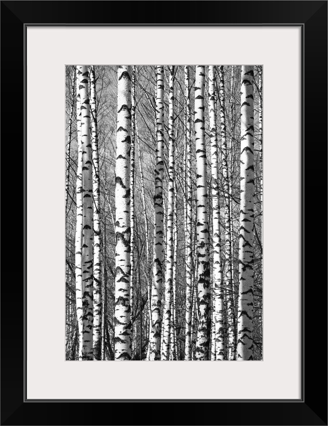 Spring sunny trunks birch trees black and white.