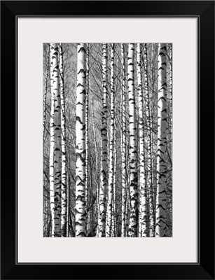 Spring Sunny Trunks Birch Trees Black And White