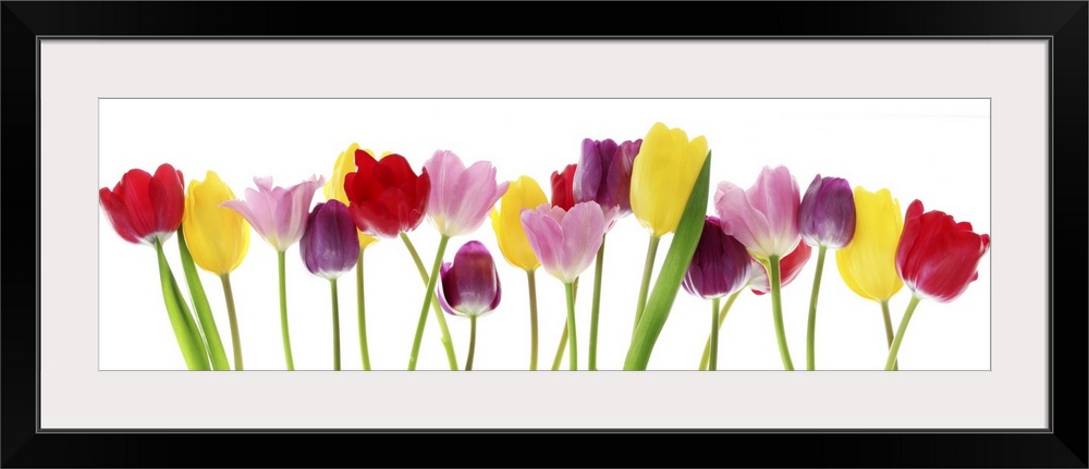 Colorful fresh spring tulips flowers border in a row on a white background.