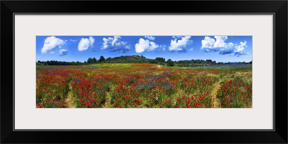 Panorama of a wild red, blue and yellow flower field near Gruissan (Narbonne), France.