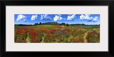 Summer Flower Field In France