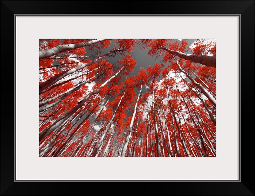 Forest of red trees on a black and white background.