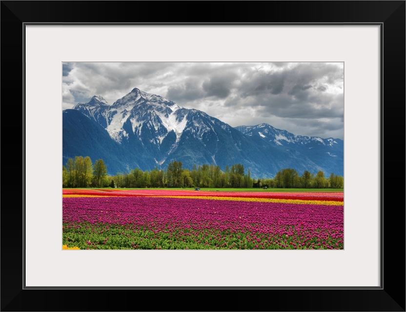 A vibrant field of tulips with a majestic snow-capped mountain in background.