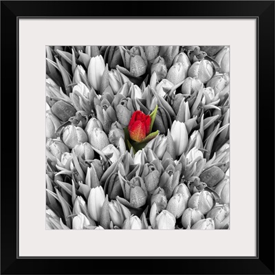 Tulips, Black White With One Red Flower