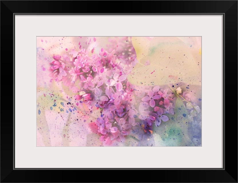 Twig of lilac flowers and watercolor splashes.