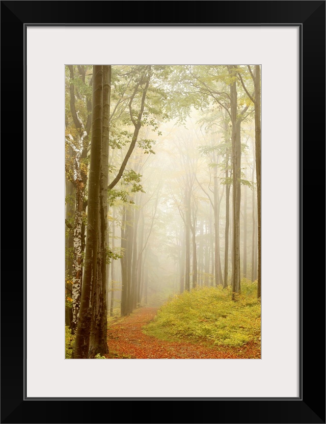 Autumn scenery of misty forest path with beech trees and willow on the left. Photo taken in October.