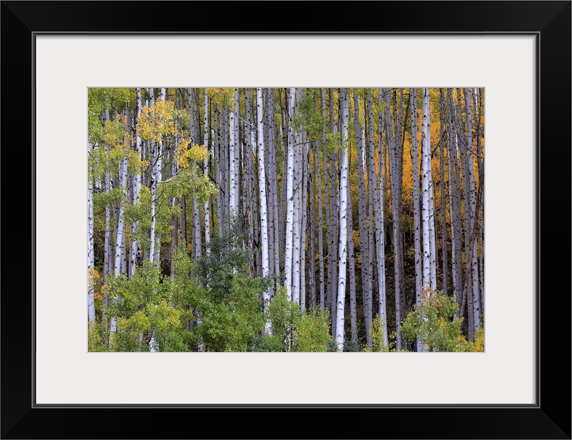 Aspens at fall in Colorado mountains, aspen.