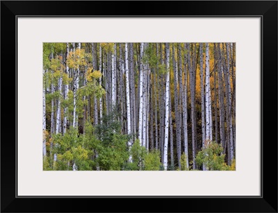 White Aspen Trees In Autum