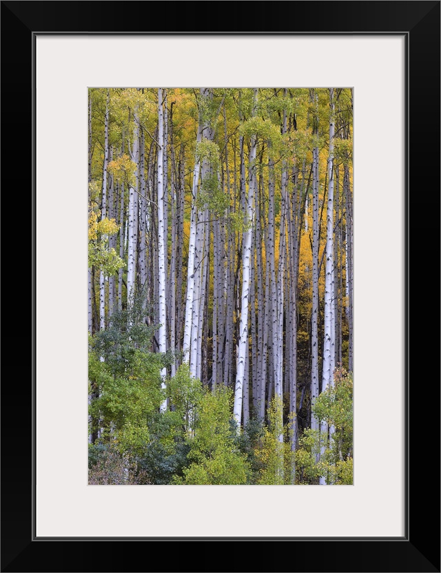 Aspens at fall in Colorado mountains, Aspen.