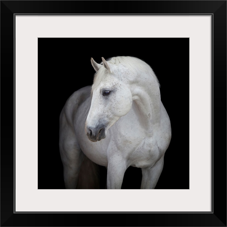 White horse head on black background.